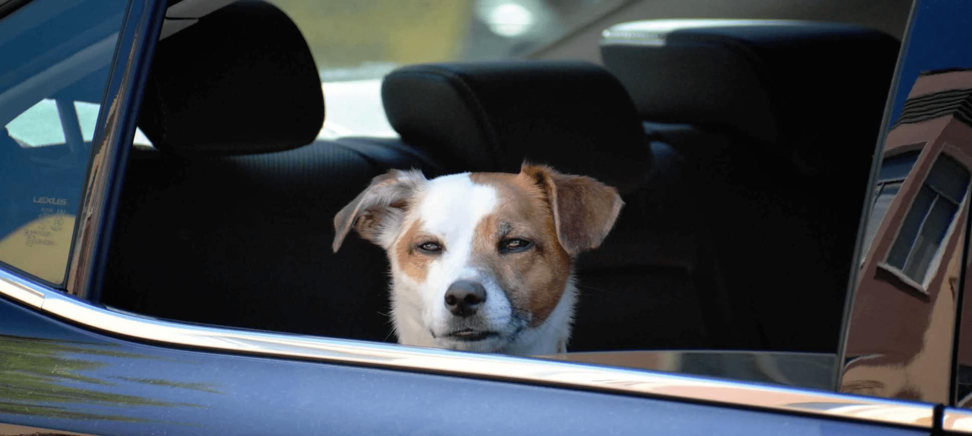dog riding in car