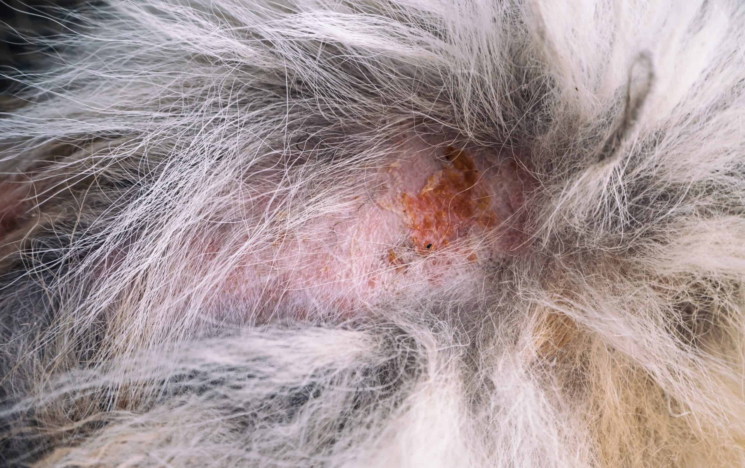How To Treat Bug Bites On Your Dog, According To Vets