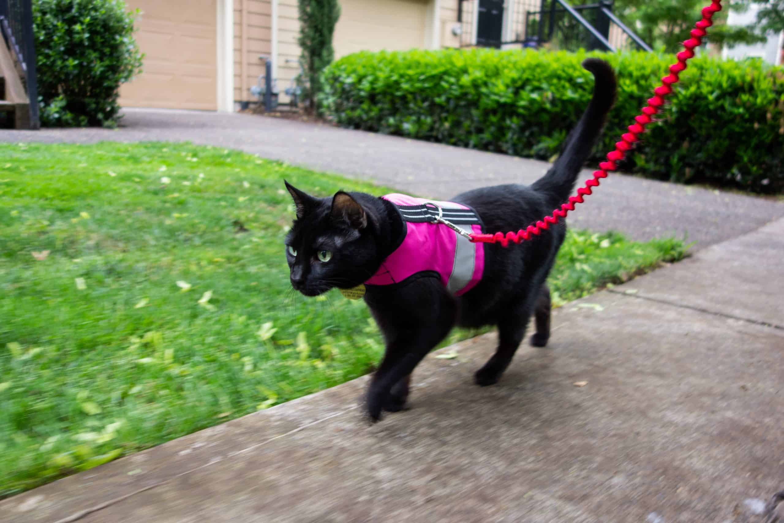 A black cat on a leash wearing a pink vest harness, quickly walking down a sidewalk