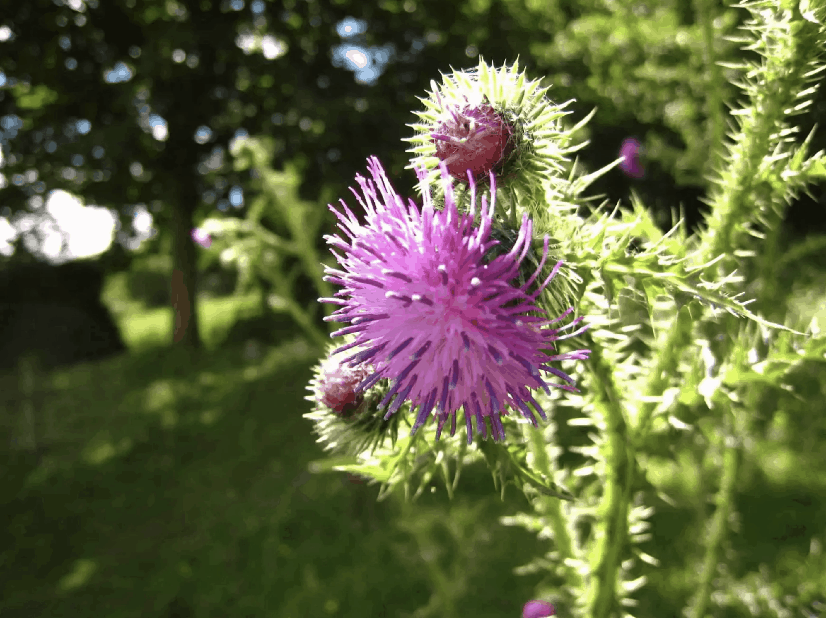 Milk thistle for dogs
