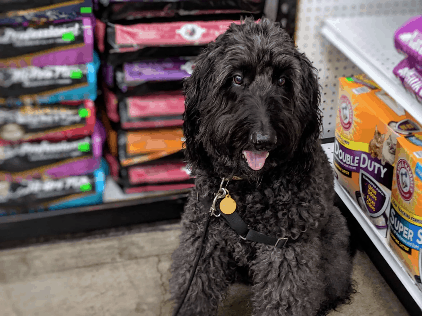 dog shopping for food
