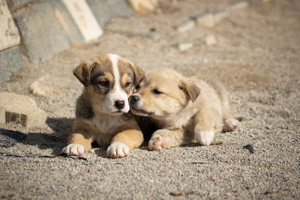 Two puppies cuddling