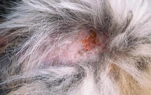 flea infestation on dog