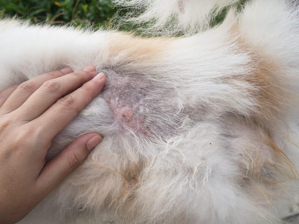 How to your dog's scabs, to vets