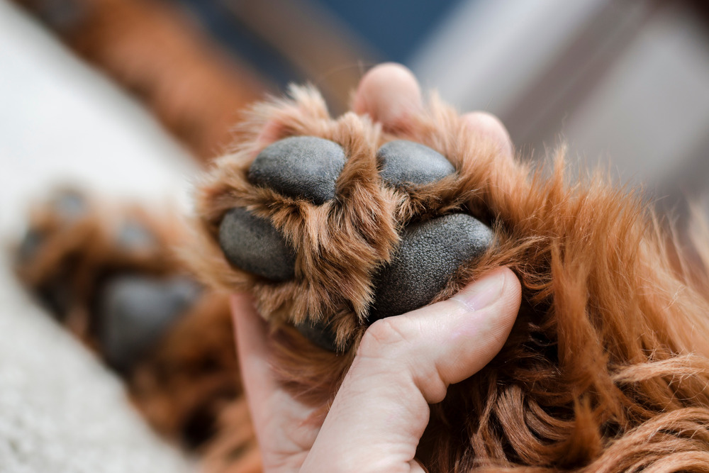 Common Dog Paw Problems Every Pet Owner Should Know