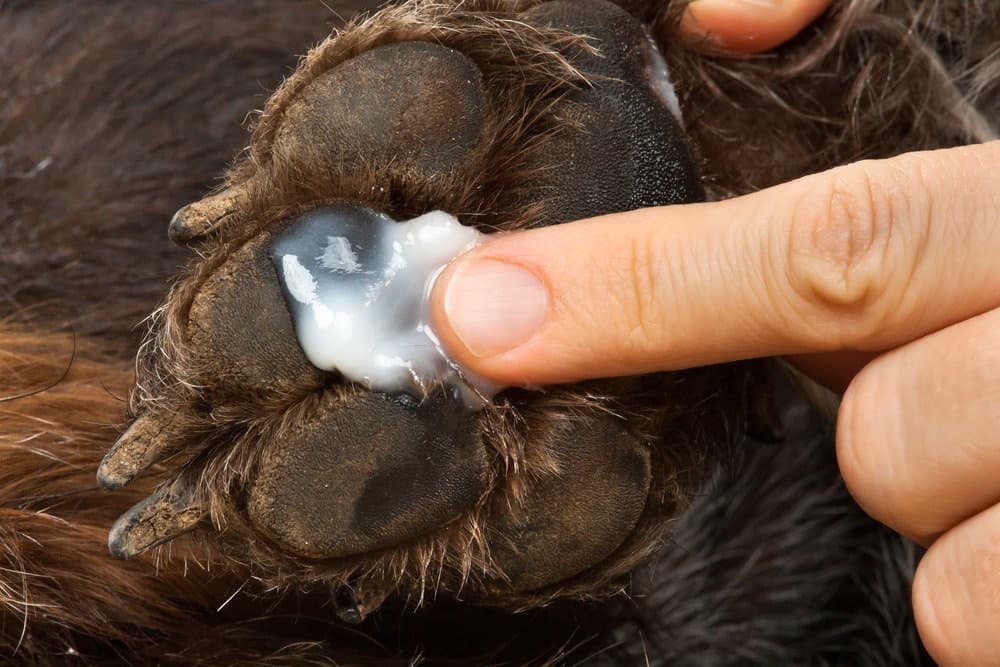 Person rubbing ointment on a dry cracked dog paw