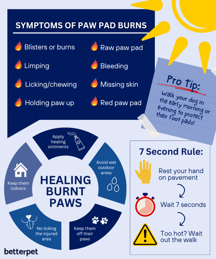 How to treat burned dog paws