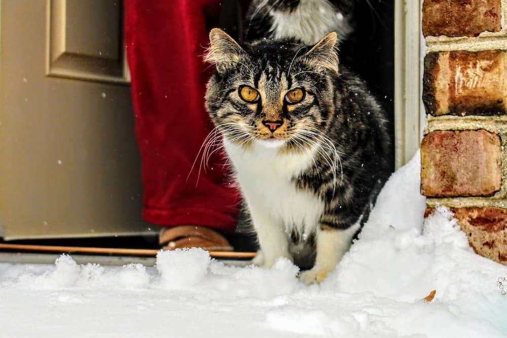 Maine coon cat looking at snow outside
