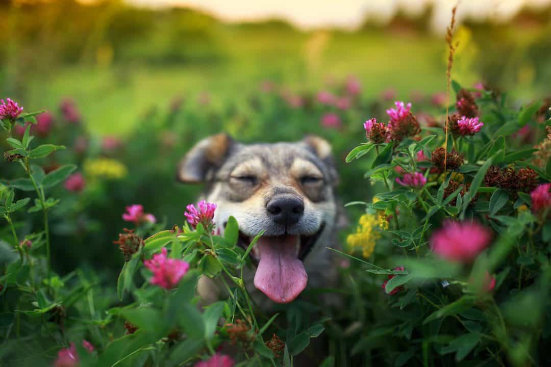 charming cute pet brown puppy walks on a bright summer green sunny meadow around pink flowers clover and stuck out his tongue from pleasure and closed his eyes