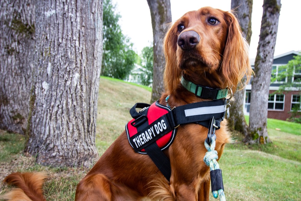 https://betterpet.com/wp-content/uploads/2021/03/brown-therapy-dog-in-red-harness.jpg
