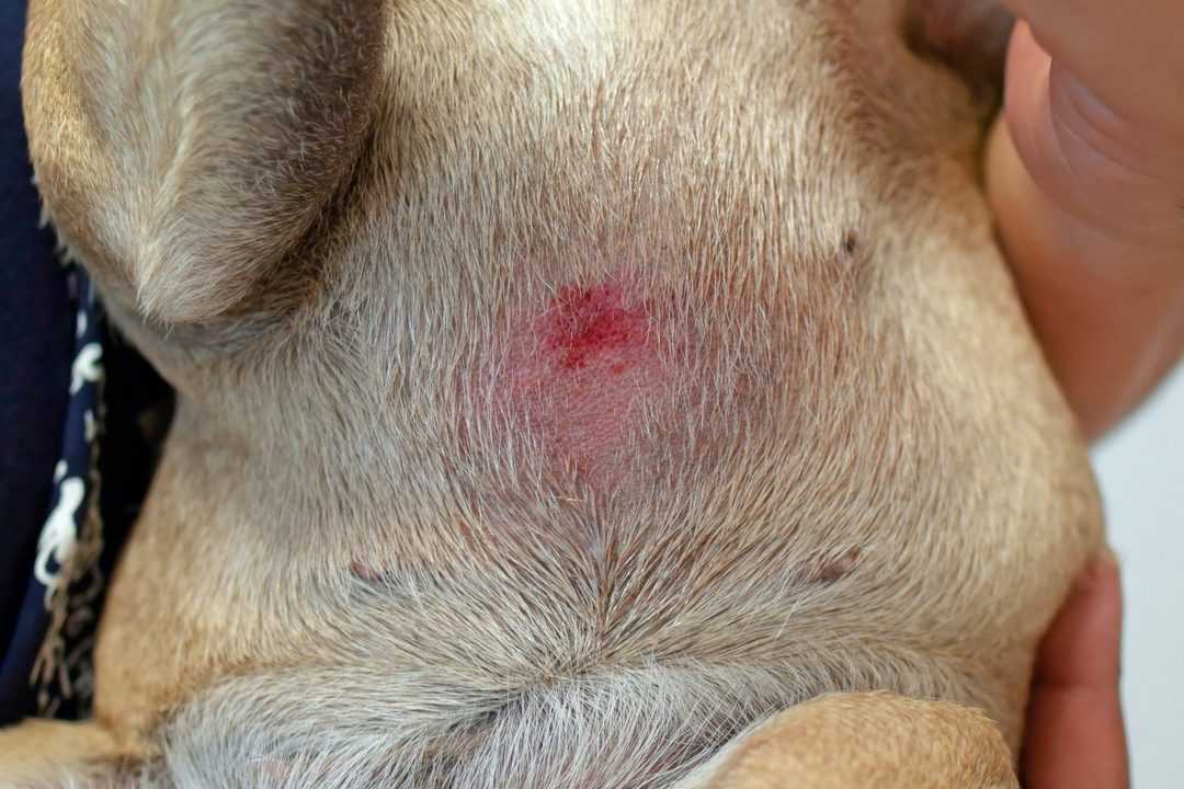 French bulldog belly with wound caused by scratching on animal skin of short haired French Bulldog dog with severe allergies