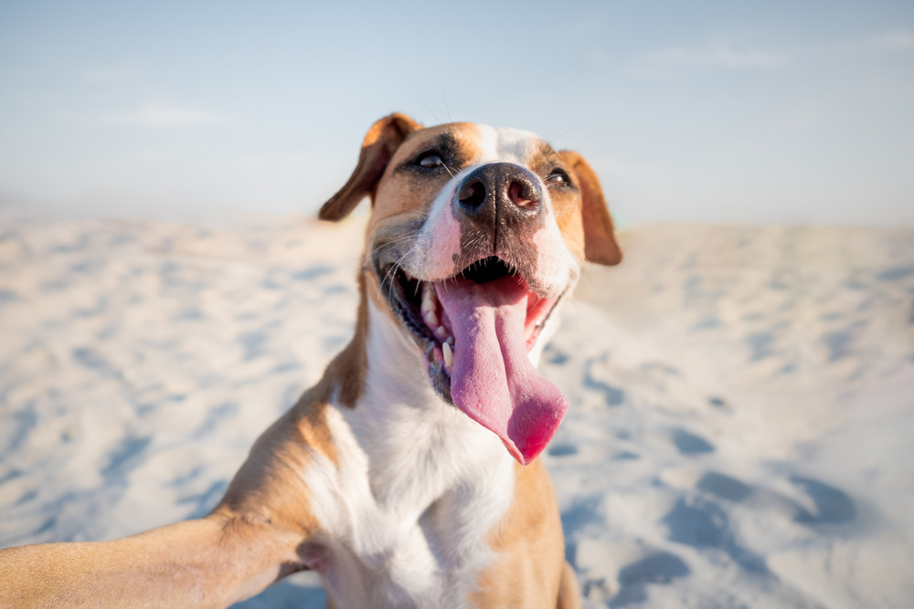 Happy smiling dog taking selfie on the beach