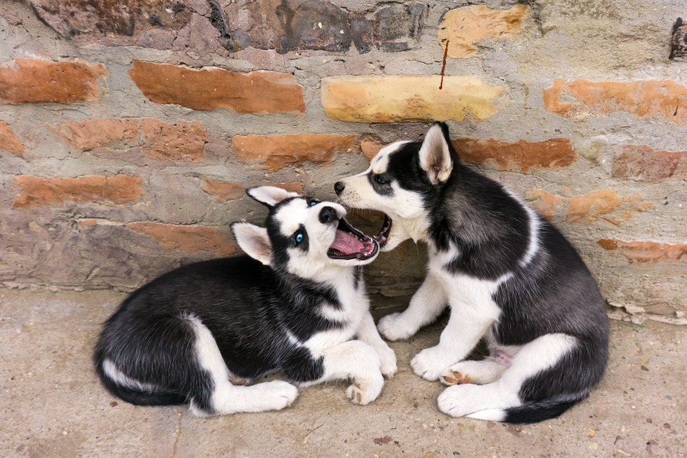 Siberian Husky puppies playing