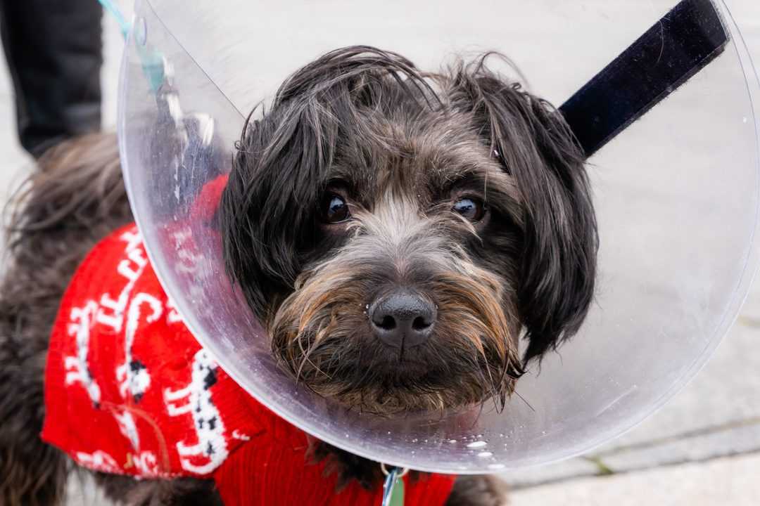 how much does brain surgery cost for a dog