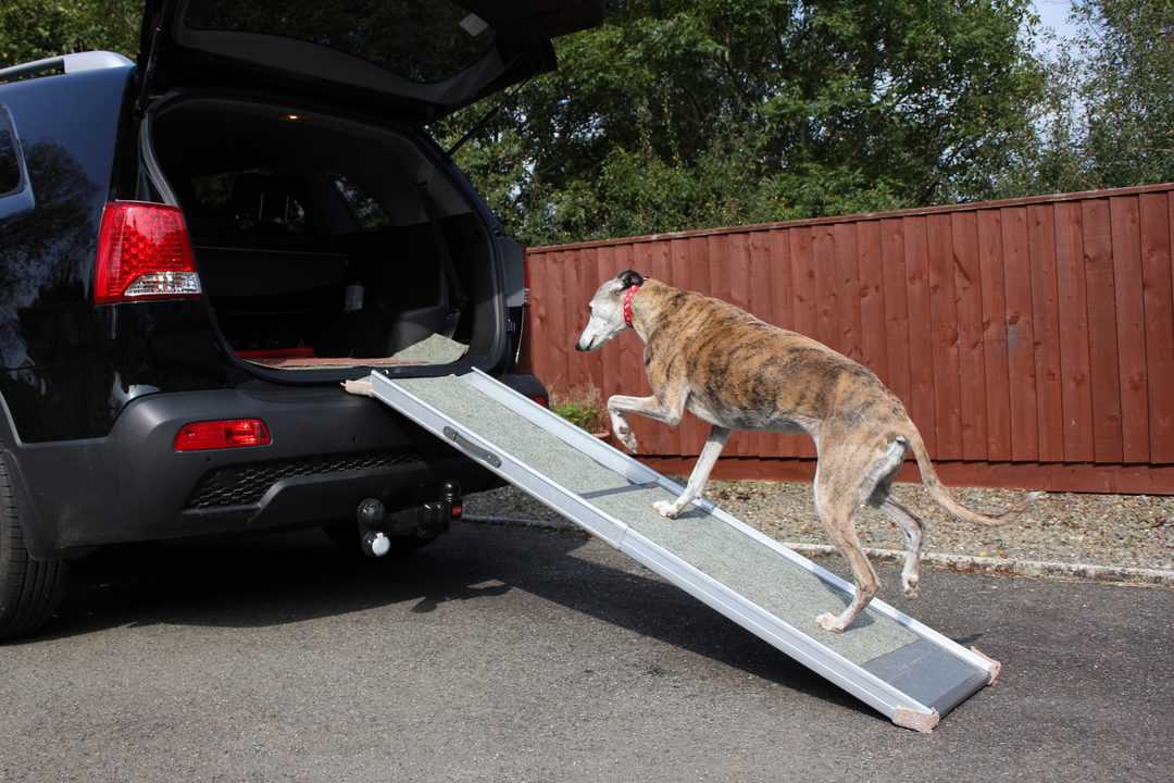 Greyhound walking up dog ramp into car