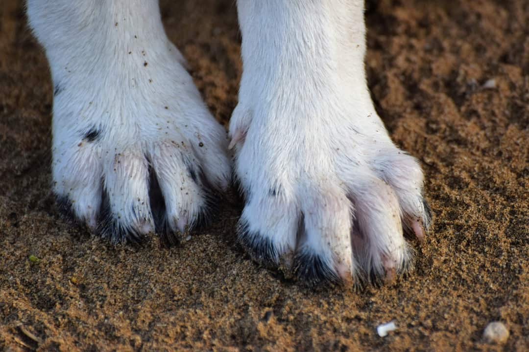 what causes yeast infections on dogs paws