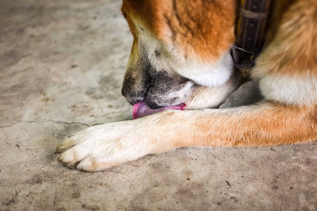 8 reasons why your dog is licking their paws