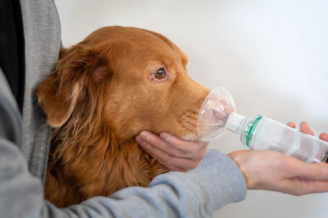 Dog nebulizer for pneumonia