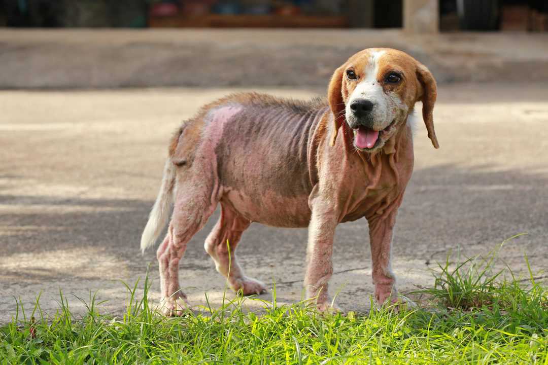 Beagle with demodicosis, red mange