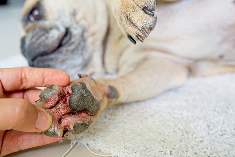 Dog with a red, sore, inflamed paw
