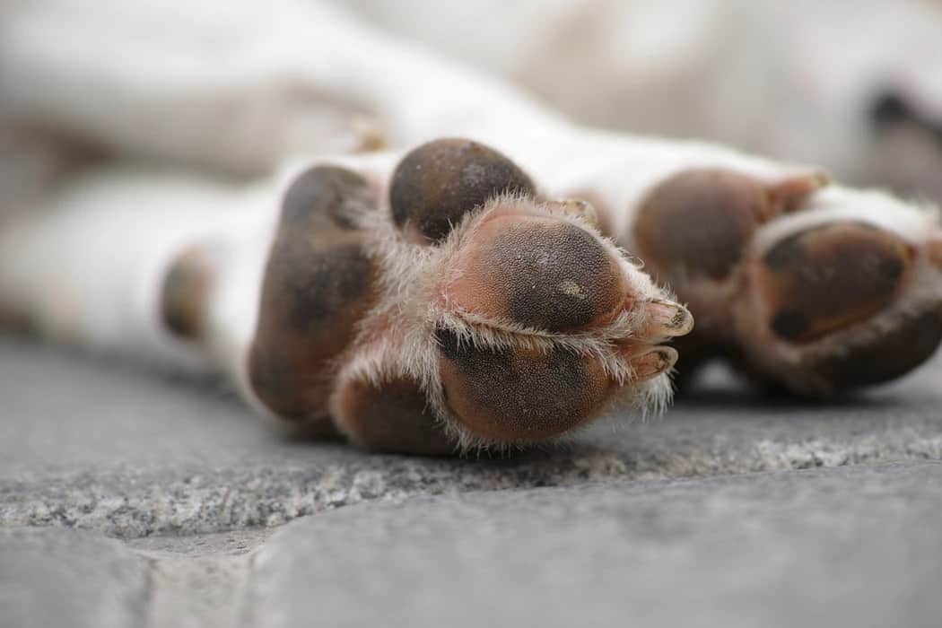 Dry and peeling dog paws