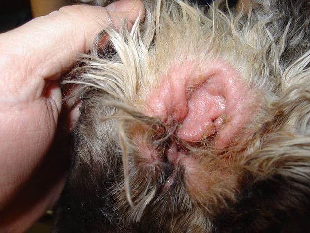 Ear infection in cocker spaniel