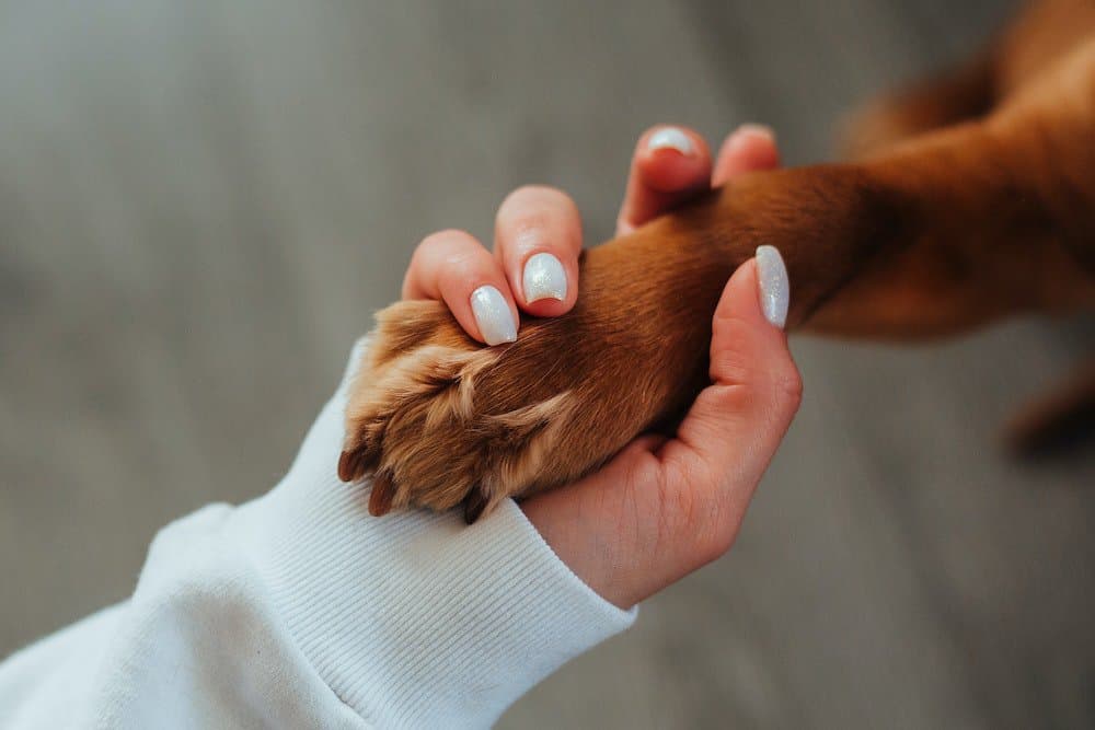 Woman holding a dog‘s paw