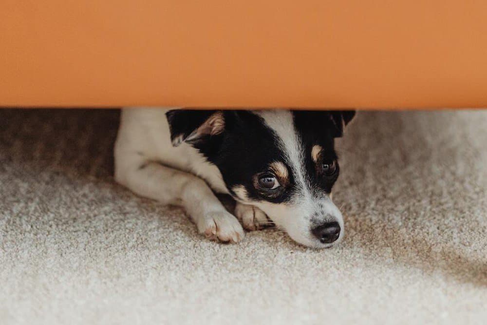 Anxious dog hiding under a sofa