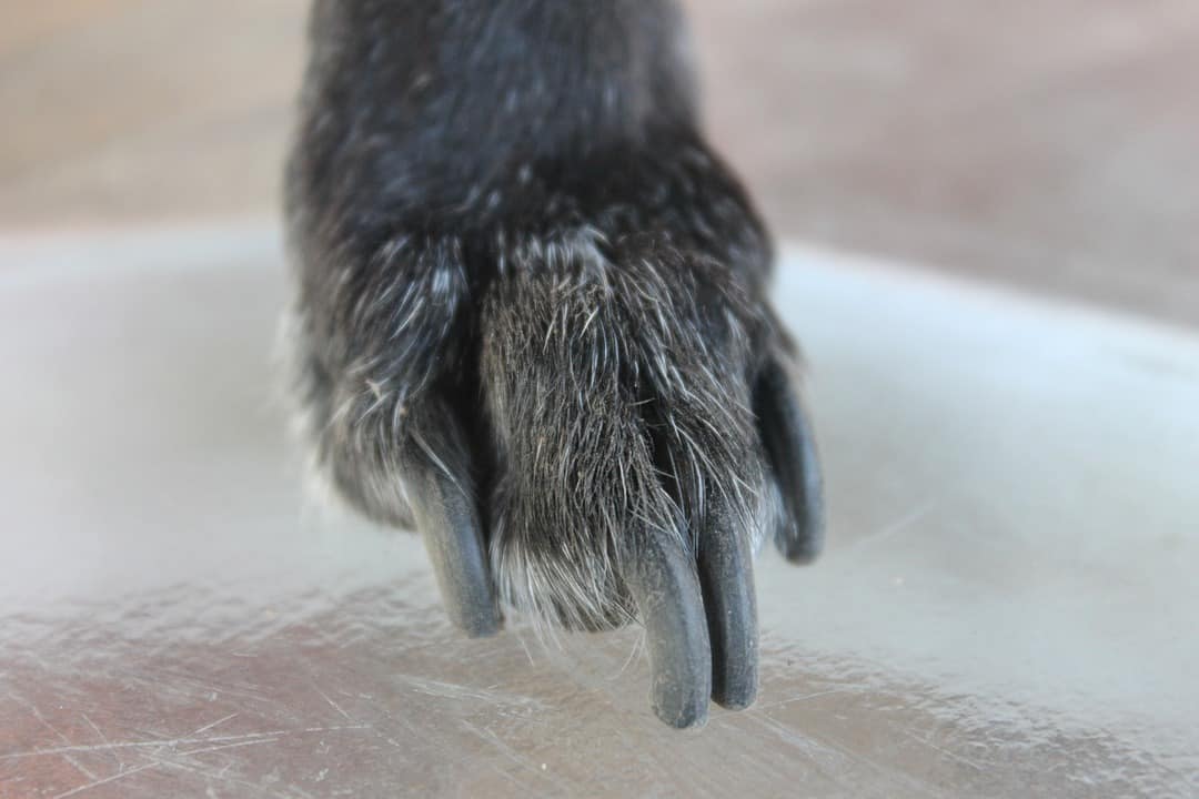 Black dog nails