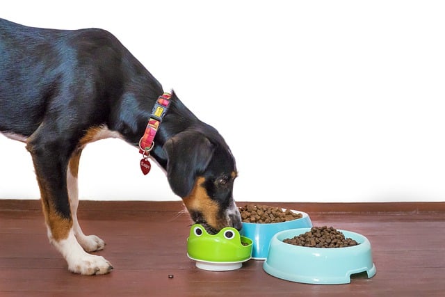 Dog eating from three bowls