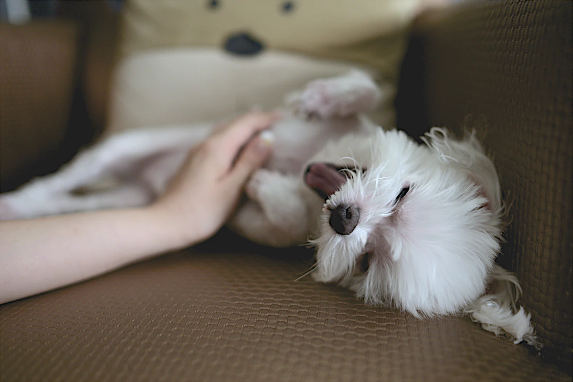 White dog getting belly rubs