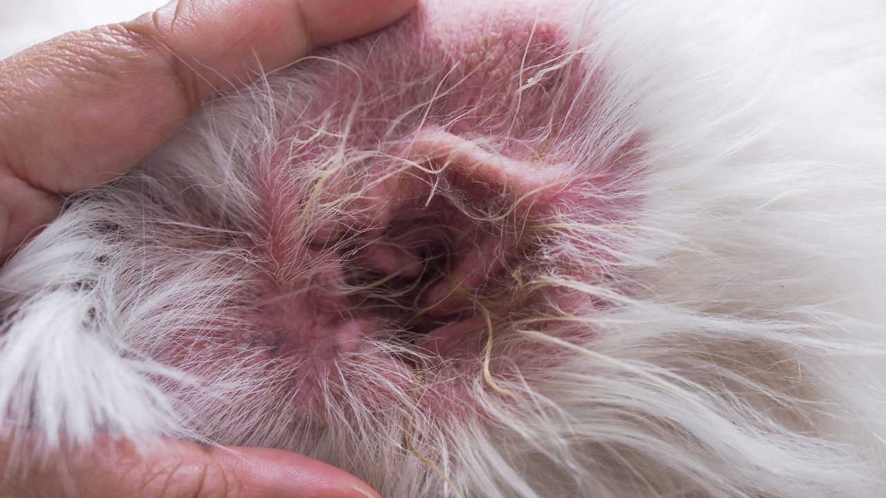 Infected dog ear