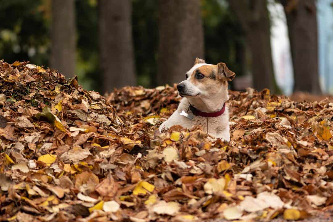 Dog laying down in a pile of dry leaves