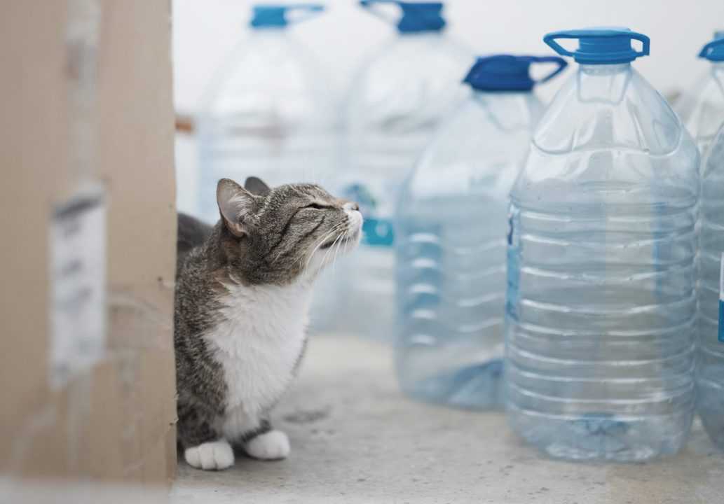 Cat next to bottle water