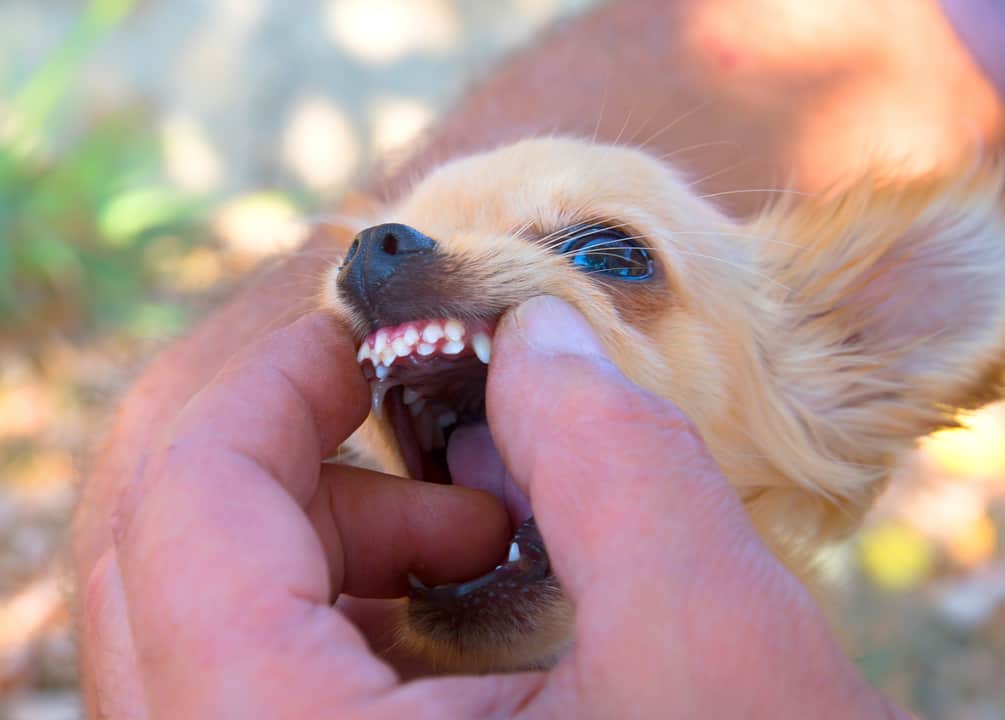 Retained teeth in dog