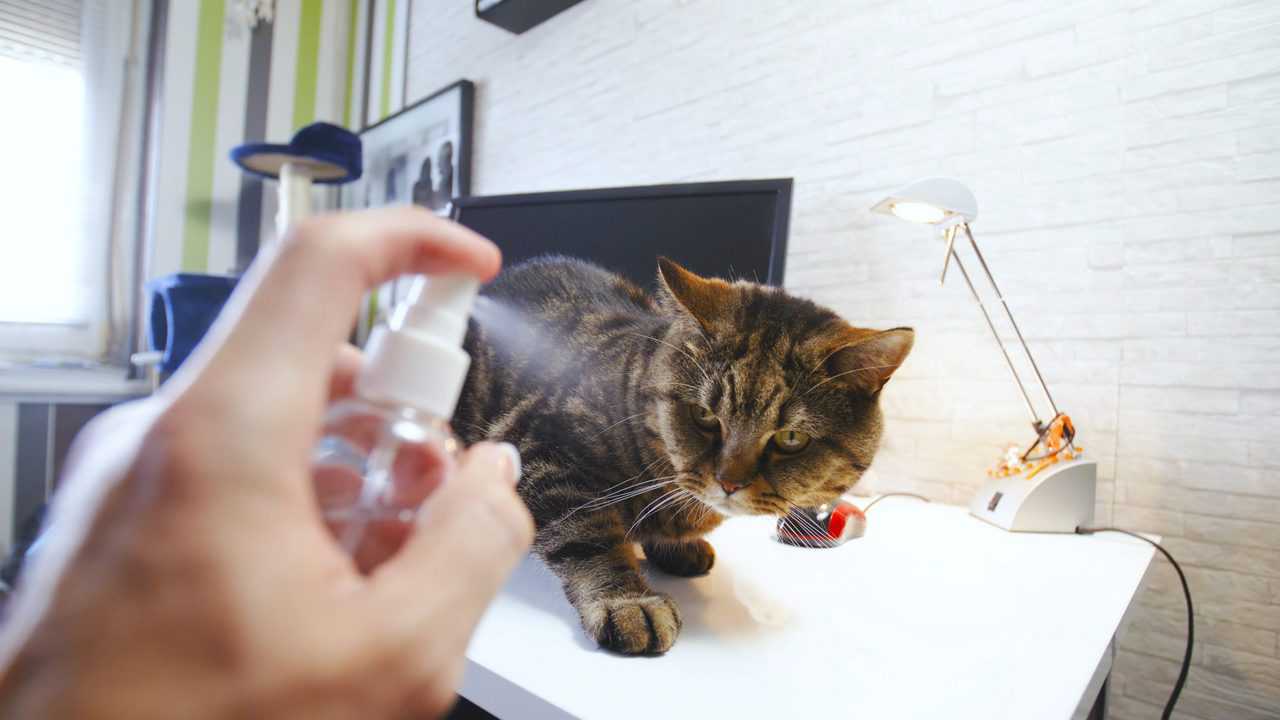 Cat being sprayed with water