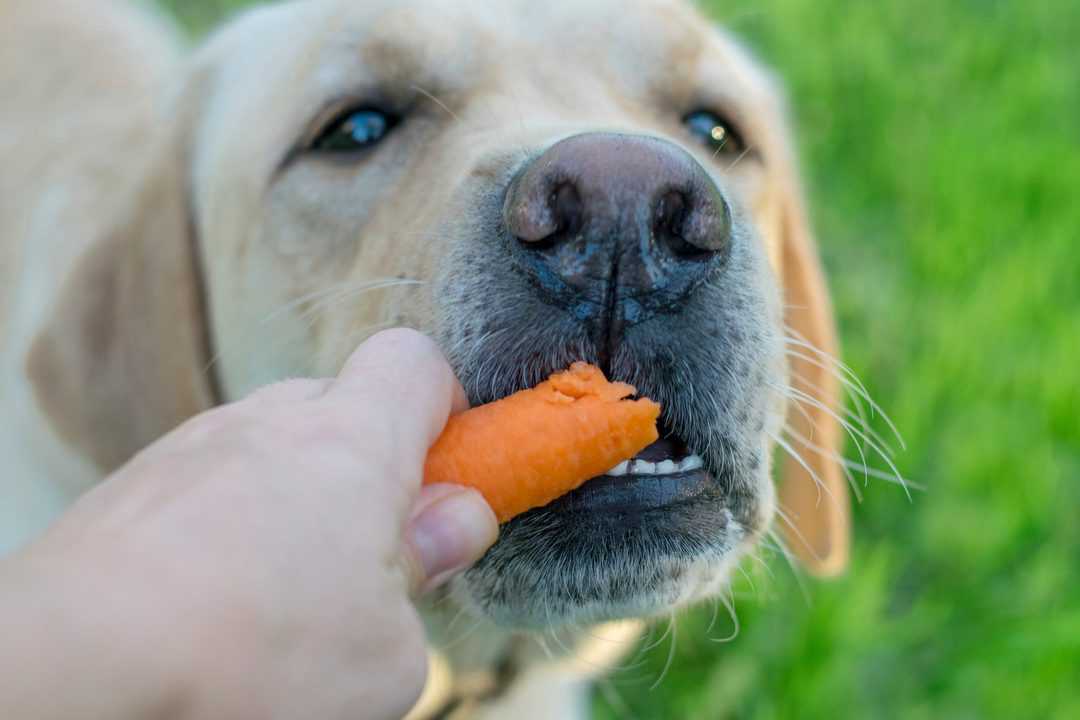 are carrots good for dogs with pancreatitis