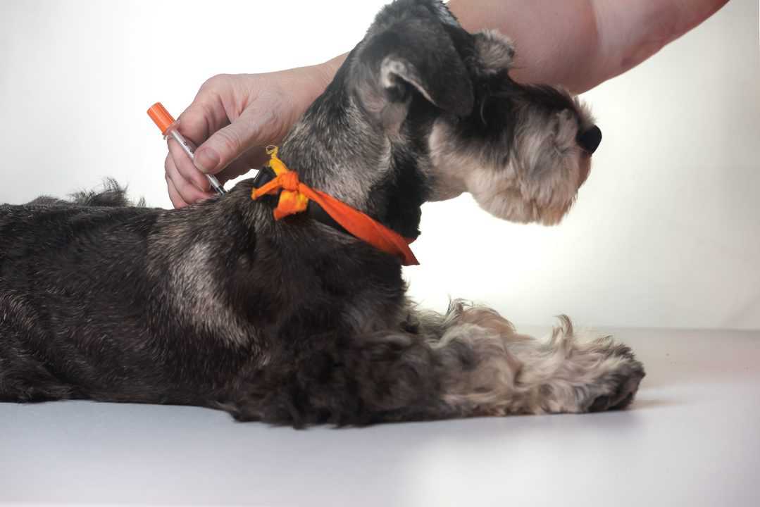 Dog getting insulin shot for low blood sugar