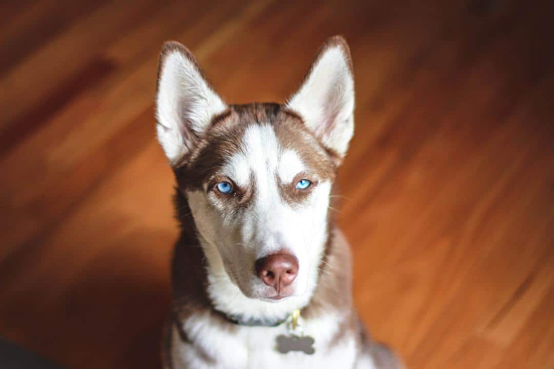 Husky with blue eyes