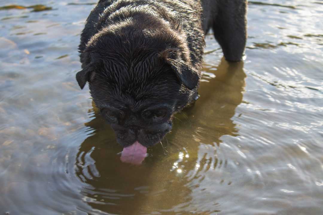 https://betterpet.com/wp-content/uploads/2022/03/Pug-drinks-from-lake-scaled.jpeg