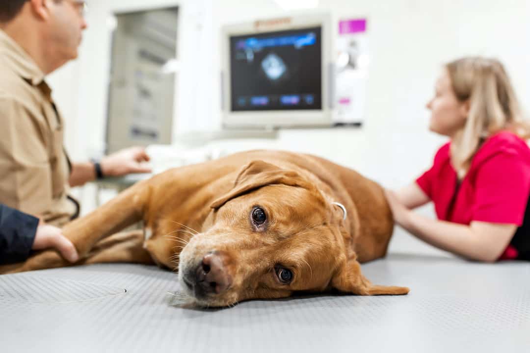 dog being examined on table at vets office