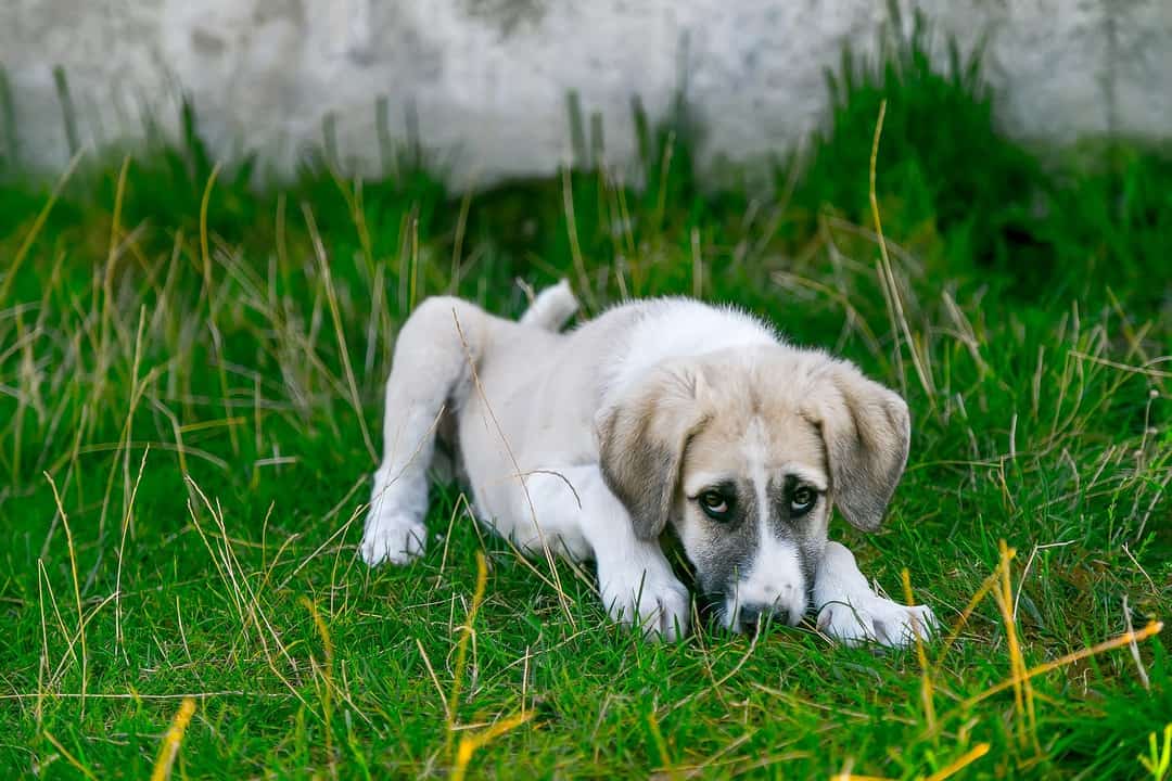 puppy-laying-in-grass-dog-seizures