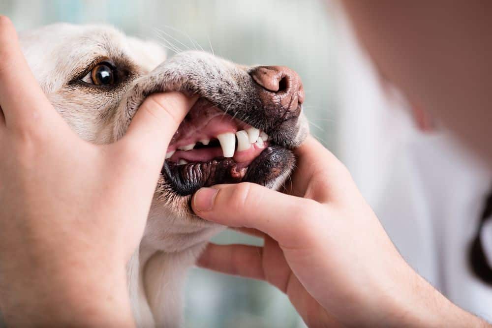 Does pet insurance cover dental