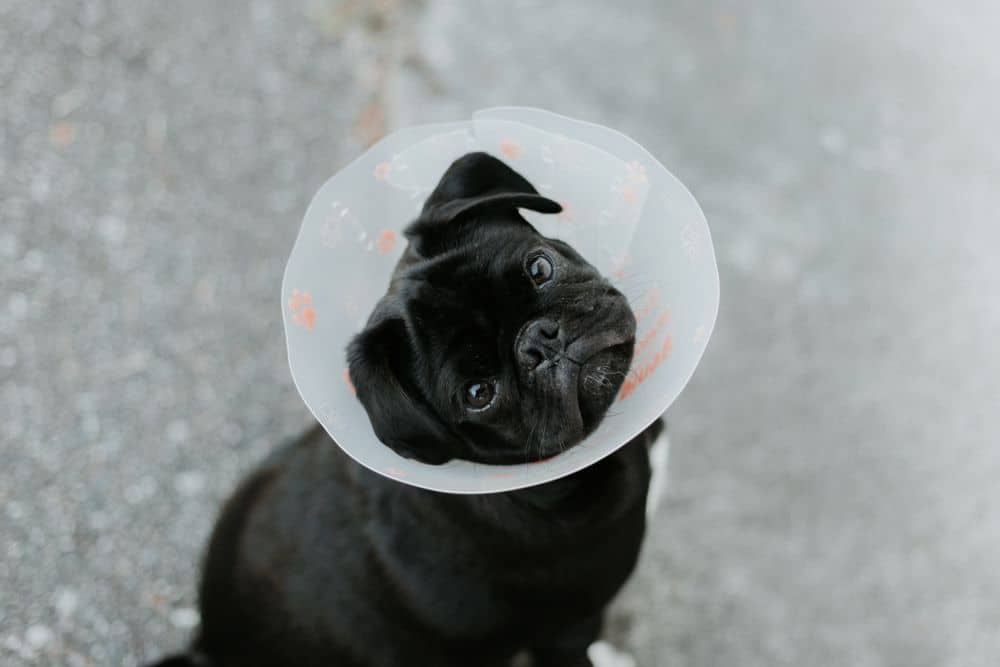 Does pet insurance cover surgery
