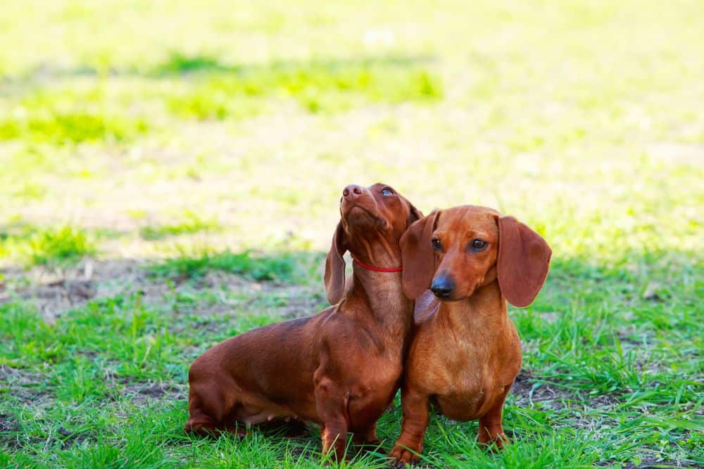 Dachshund: Dog breed characteristics, pictures, care tips