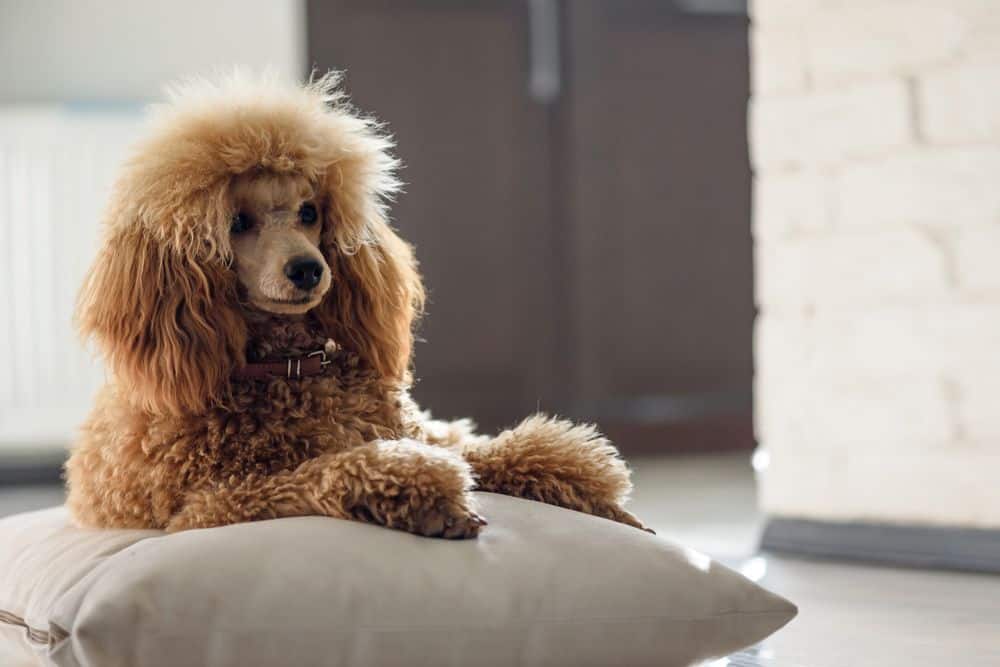 Poodle resting on a pillow