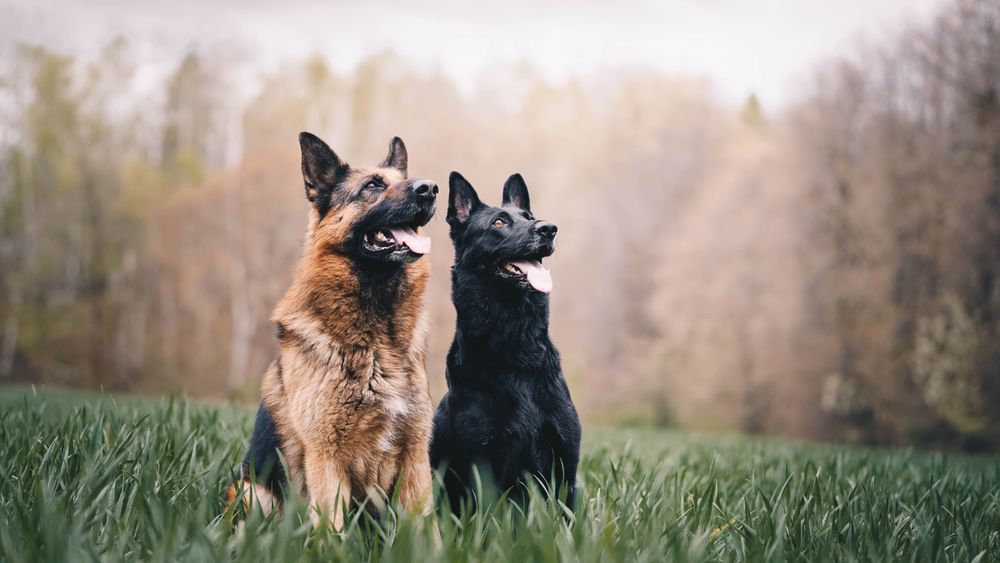 German Shepherd Shedding - The Full Guide to Control Dog Shedding %