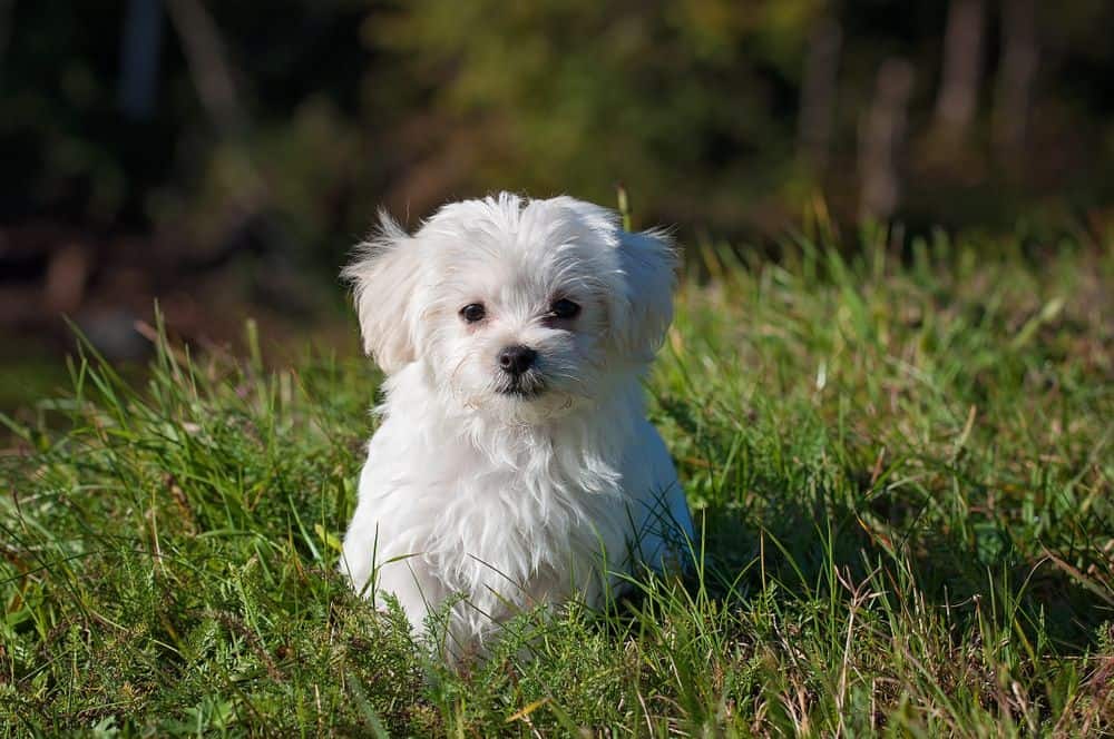 Teacup Maltese in the grass
