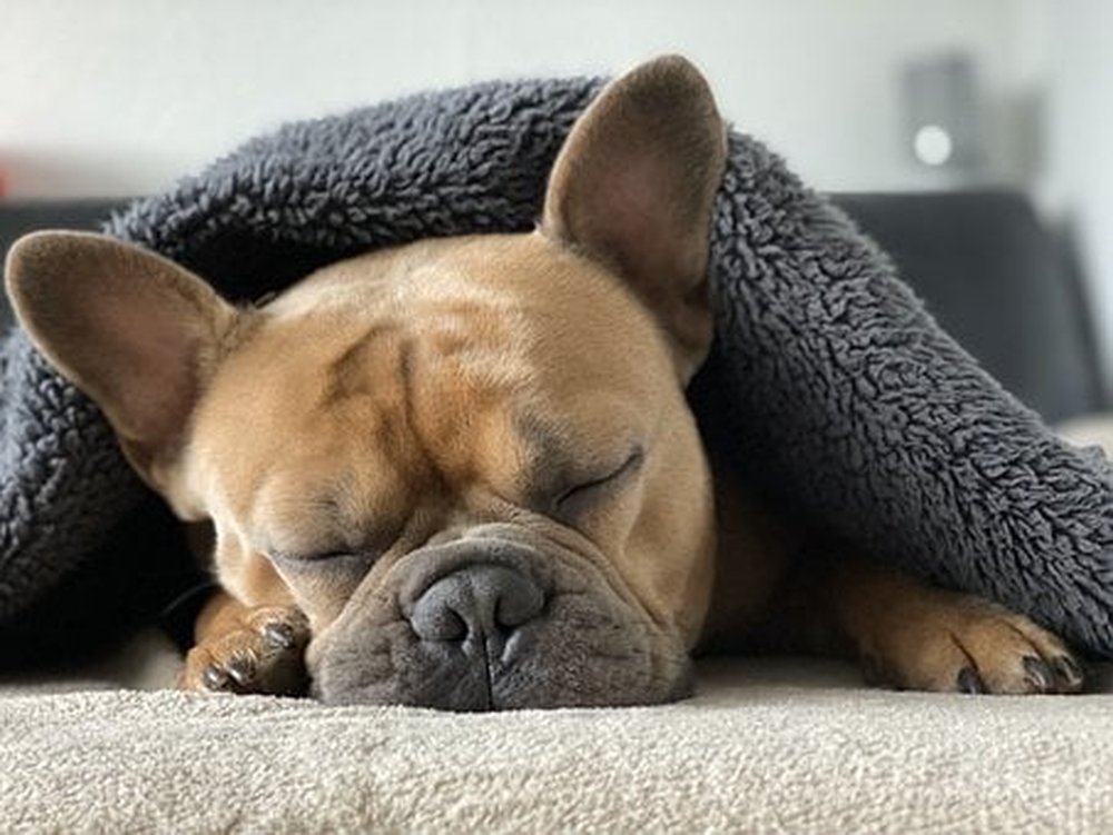 do french bulldog breathing fast while sleeping? 2