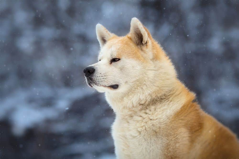 Akita with a snowy background
